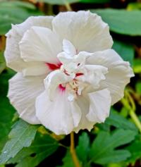 Ibišek syrský (Hibiscus syriacus)