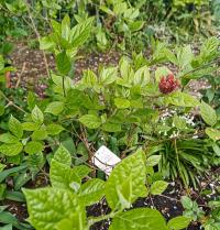 Sazaník květnatý (Calycanthus floridus)