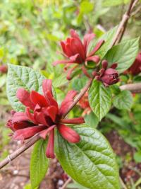Sazaník květnatý (Calycanthus floridus)