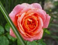Růže 'Mary Ann' - Velkokvěté růže (Rosa)