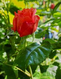 Růže 'Mary Ann' - Velkokvěté růže (Rosa)