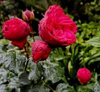 Růže 'Piano' - Velkokvěté růže (Rosa)