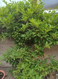 Aktinidie význačná 'Issai' (Actinidia arguta)