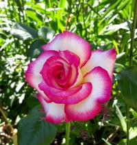 Růže 'Händel' (Rosa)