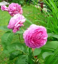 Růže 'Comte de Chambort' (Rosa)
