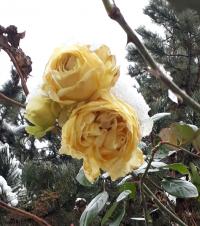 Růže 'Elfe' - Pnoucí růže (Rosa)