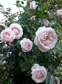 Růže 'New Dawn' (Rosa)