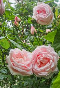 Růže 'New Dawn' (Rosa)