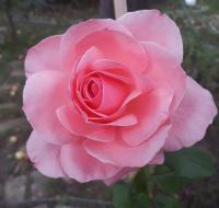 Růže 'Aphrodite' - Velkokvěté růže (Rosa)