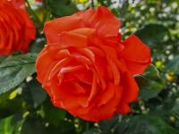 Růže 'Monica' - stromková růže (Rosa)