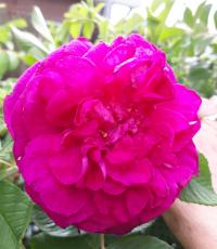 Růže svraskalá 'Ruskin' (Rosa rugosa)