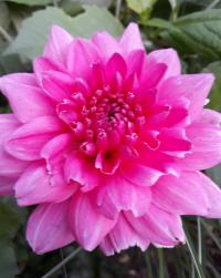Jiřinka 'Christine' (Dahlia)