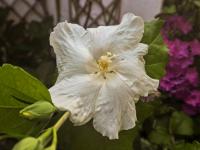 Ibišek syrský 'Diana' (Hibiscus syriacus)