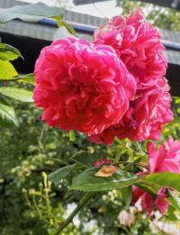 Růže 'Laguna' - Pnoucí růže (Rosa)