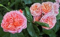Růže 'Mary Ann' - Velkokvěté růže (Rosa)