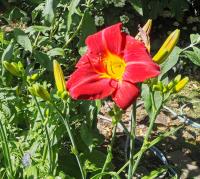 Denivka 'Red Rum' (Hemerocallis)