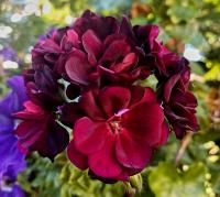 Pelargonie štítnatá 'Tommy' (Pelargonium peltatum)