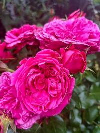 Růže 'Leonardo da Vinci' - Sadové růže (Rosa)
