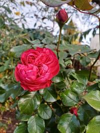 Růže 'Leonardo da Vinci' - Sadové růže (Rosa)