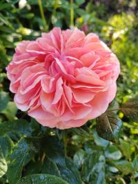 Růže 'Chippendale' (Rosa)