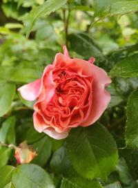 Růže 'Chippendale' (Rosa)
