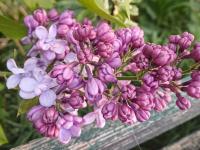 Šeřík obecný 'Katherine Havemeyer' (Syringa vulgaris)