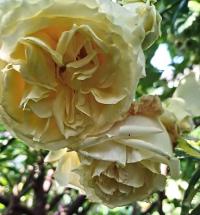 Růže 'Elfe' - Pnoucí růže (Rosa)