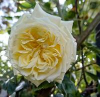 Růže 'Elfe' - Pnoucí růže (Rosa)