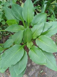 Bohyška (Hosta)