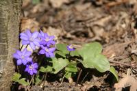 Jaterník podléška (Hepatica nobilis)