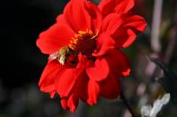 Jiřinka (Dahlia)