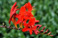 Montbrécie 'Lucifer' (Crocosmia)