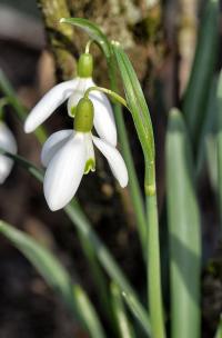 Sněženka podsněžník (Galanthus nivalis)