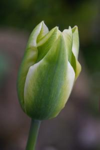 Tulipán 'Greenstar' - Liliokvěté tulipány (Tulipa)