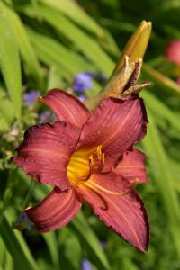 Denivka (Hemerocallis)
