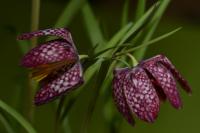 Řebčík kostkovaný (Fritillaria meleagris)