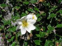 Dryádka osmiplátečná (Dryas octopetala)