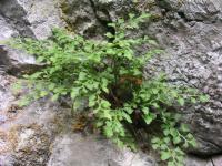Sleziník routička (Asplenium ruta-muraria)