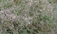 Šater latnatý (Gypsophila paniculata)