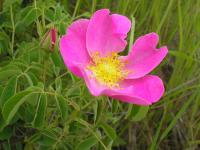 Růže galská (Rosa gallica)