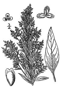 Bříšť sibiřský (Axyris amaranthoides)