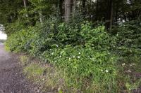 Feld-Rose (Rosa arvensis)