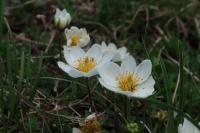 Dryádka osmiplátečná (Dryas octopetala)