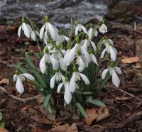 Sněženka podsněžník (Galanthus nivalis)