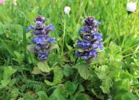 Zběhovec plazivý (Ajuga reptans)