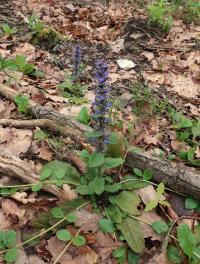 Zběhovec plazivý (Ajuga reptans)
