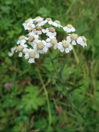 Řebříček bertrám (Achillea ptarmica)