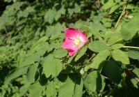 Růže převislá (Rosa pendulina)