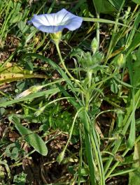 Svlačec trojbarevný (Convolvulus tricolor)