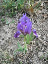 Kosatec nízký (Iris pumila)